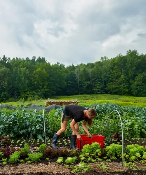 Light skinned woman with long hair, bending over in a field, picking vegetables and placing them into a bright red basket.