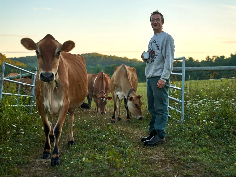 cows by gate