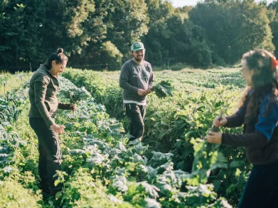 harvesting kale