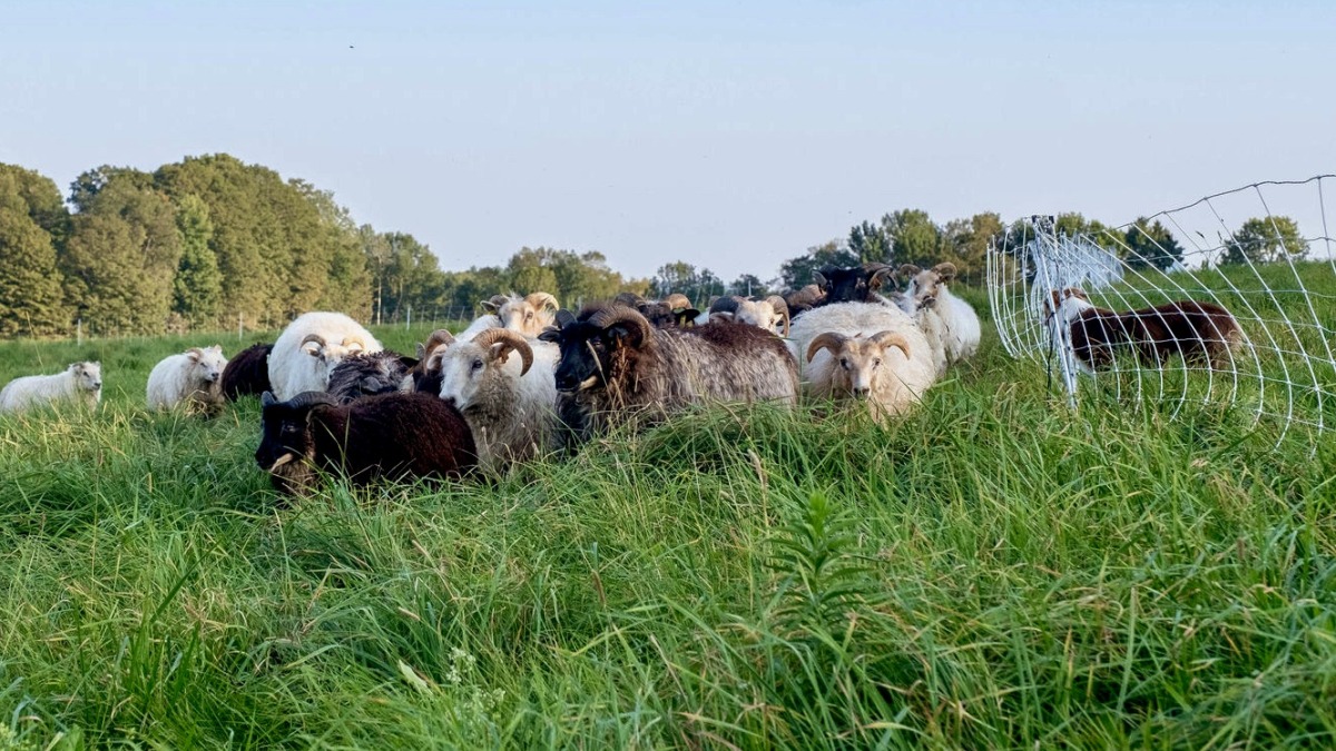 We raise registered Icelandic sheep