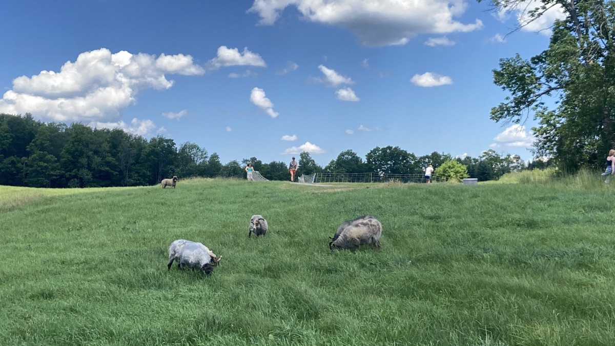 A couple members of our former flock