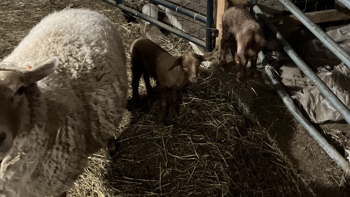 Barn and pastures ideal for small livestock