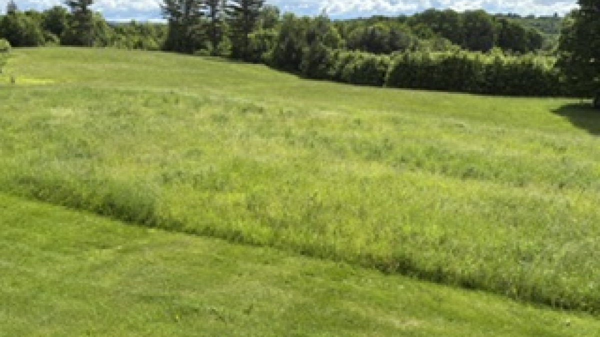 Section of wild orchard grass/timothy 