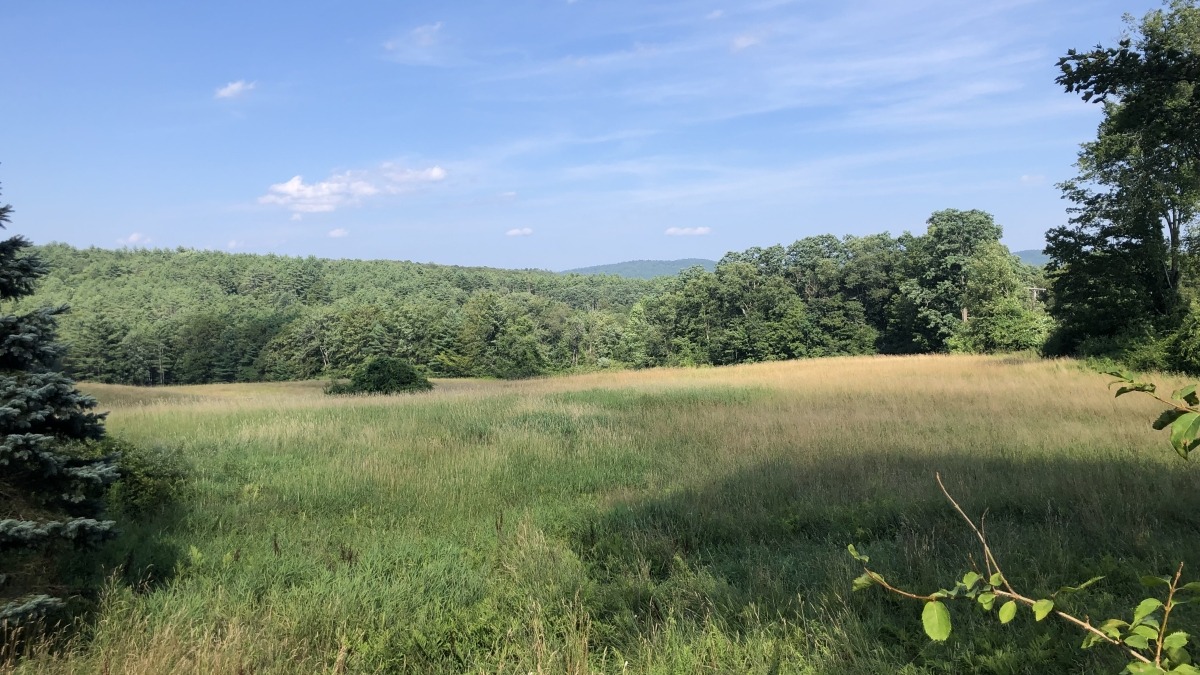 East field - view 1