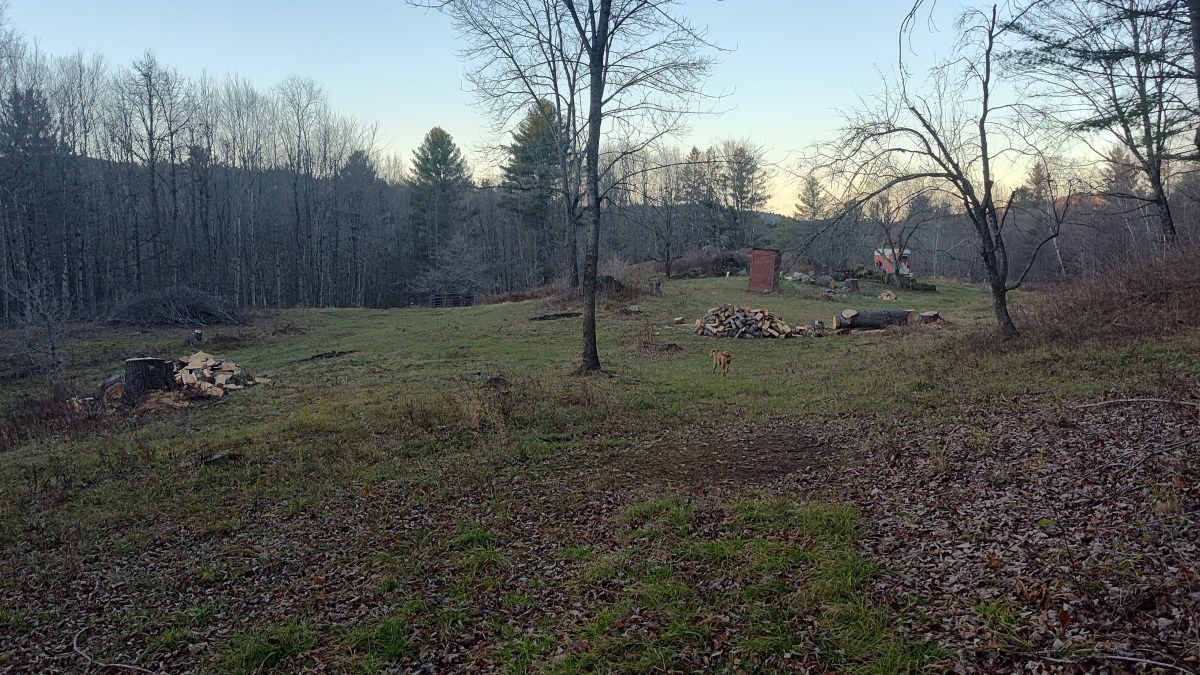 Field sugarbush opens into 