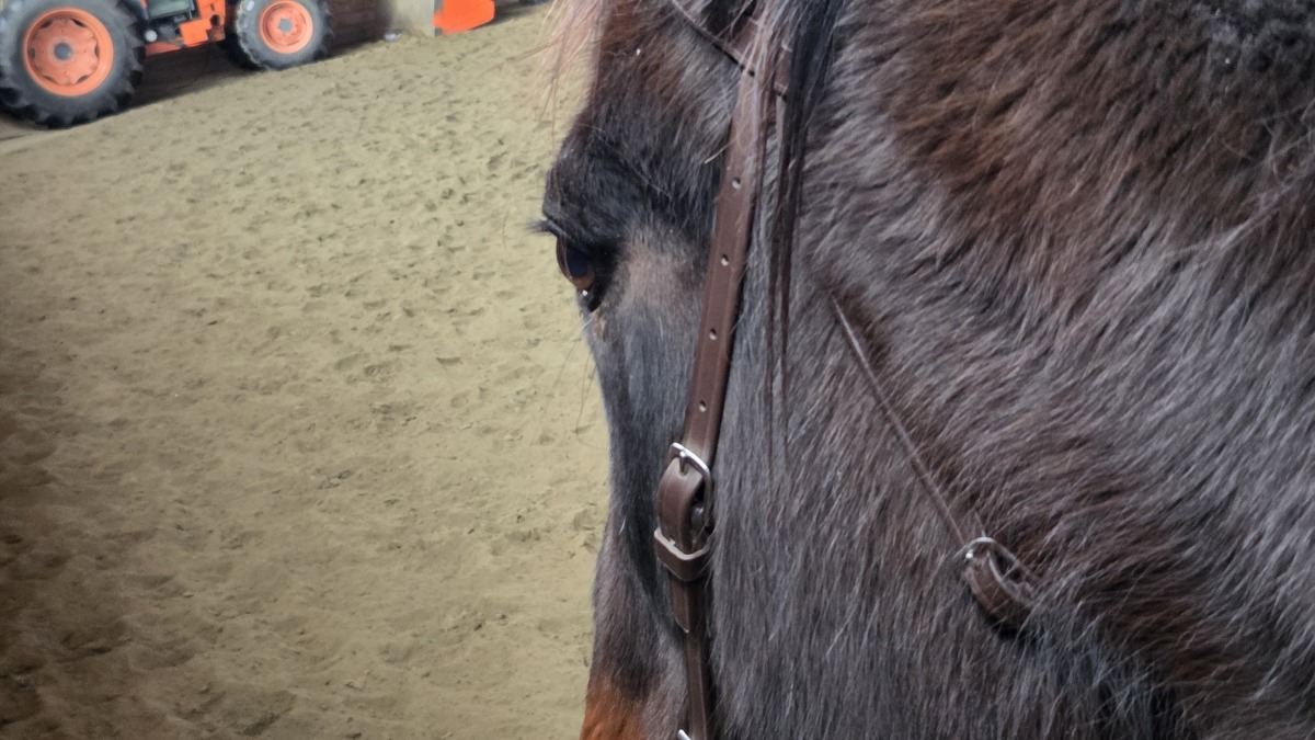 Indoor arena with Moose