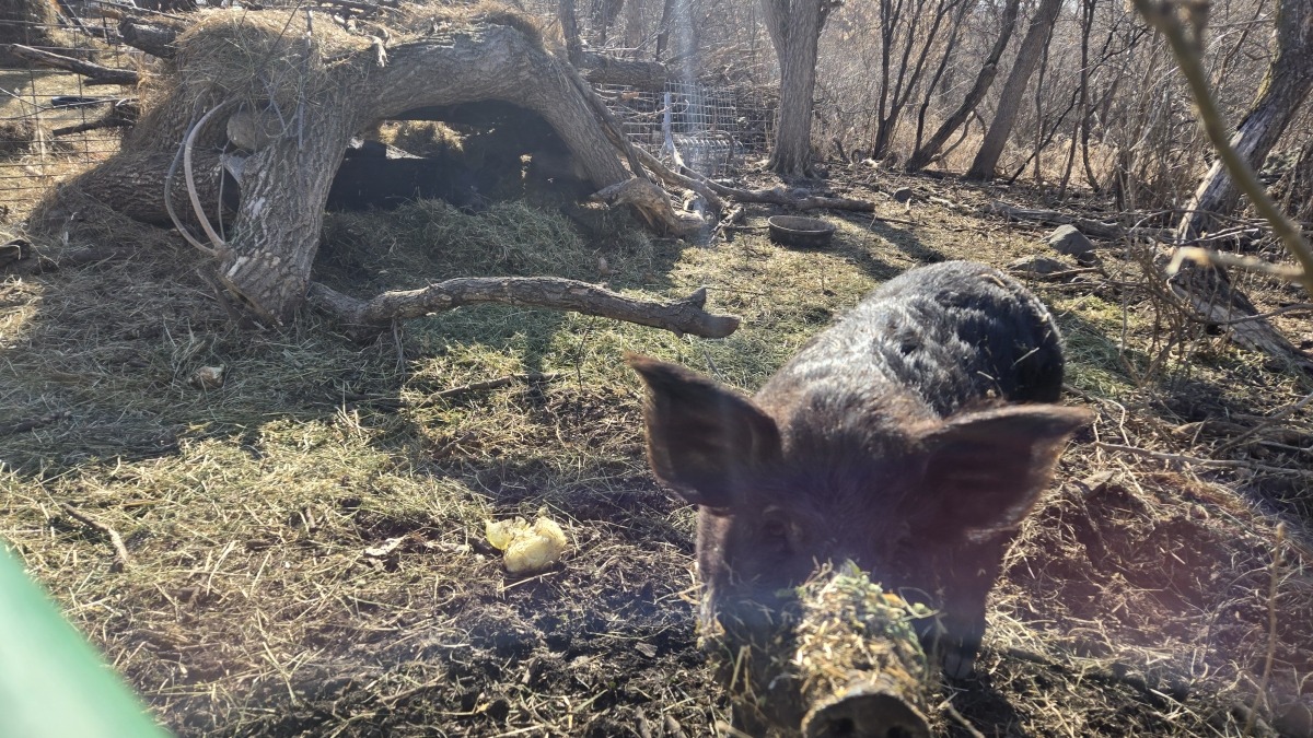 Hogs in the woods
