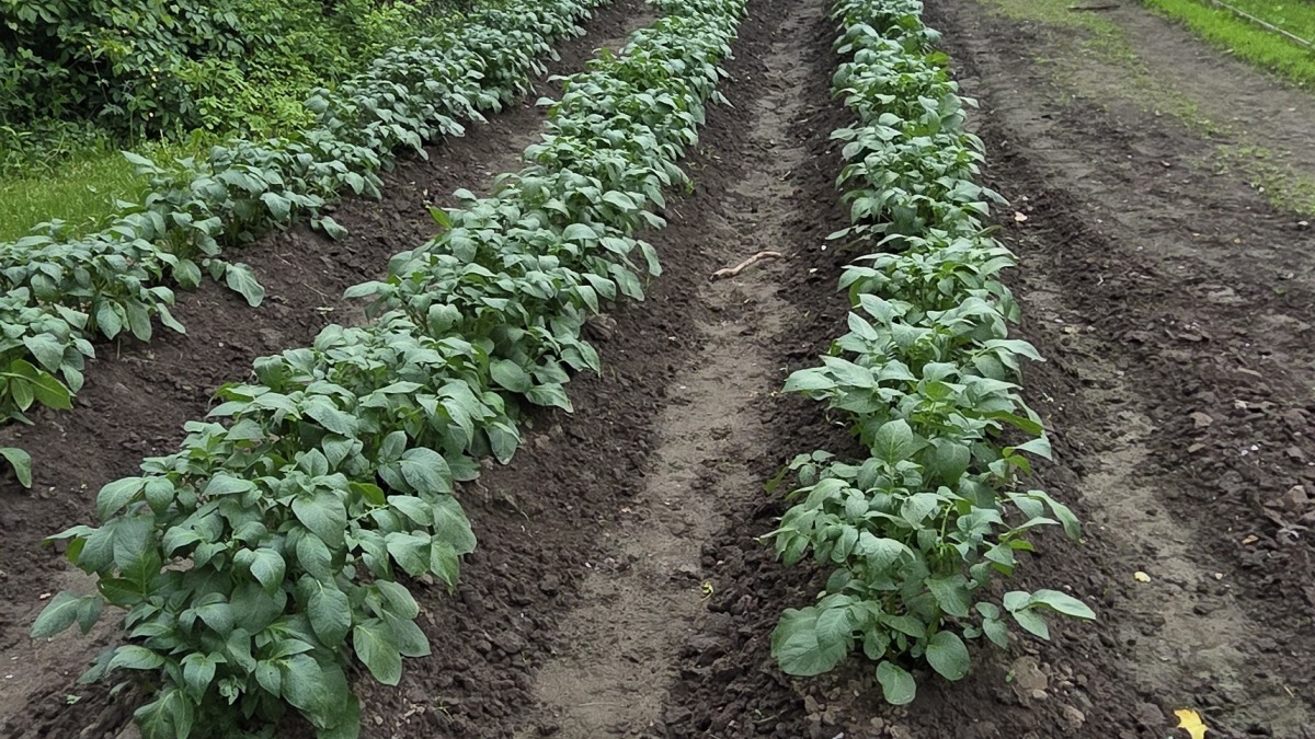Potato patch 2026