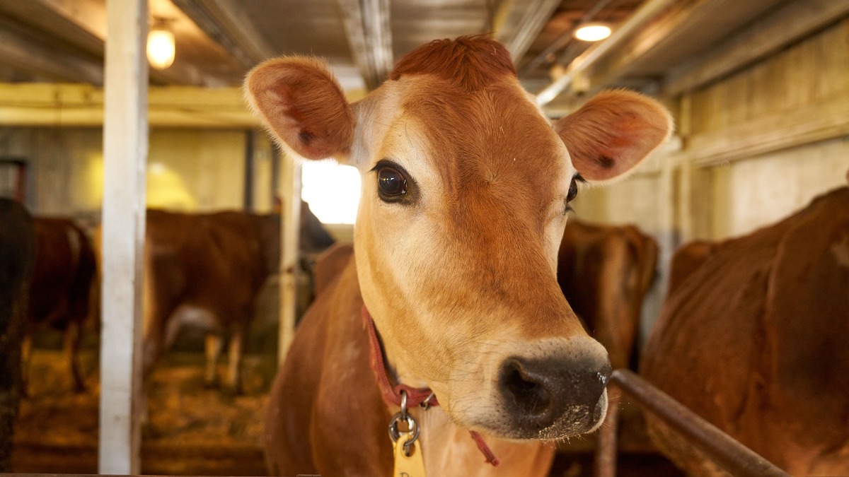 Cow Hendrikson