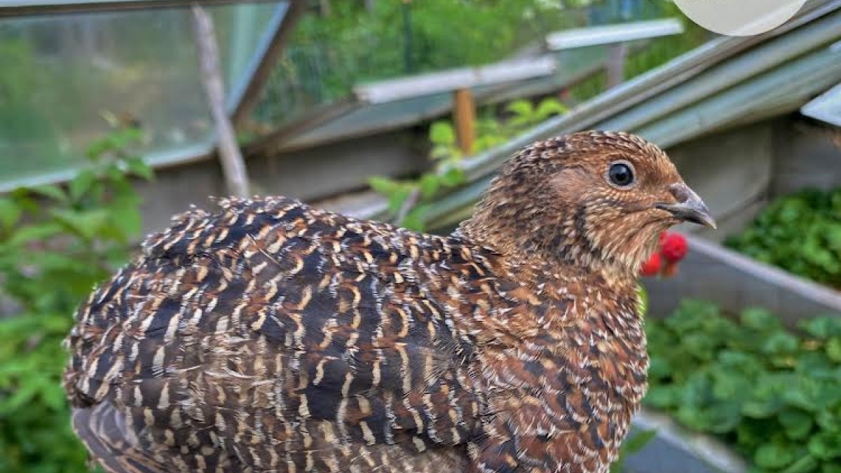 Coturnix Quail