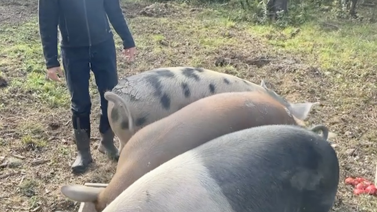 Raising pigs in Maine.