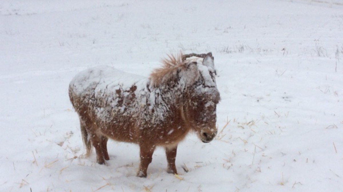 Mini-Moly-Mule