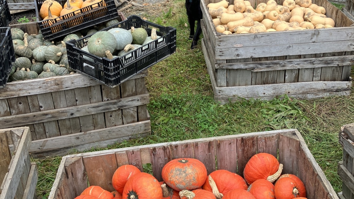 Winter Squash Ready For Storage