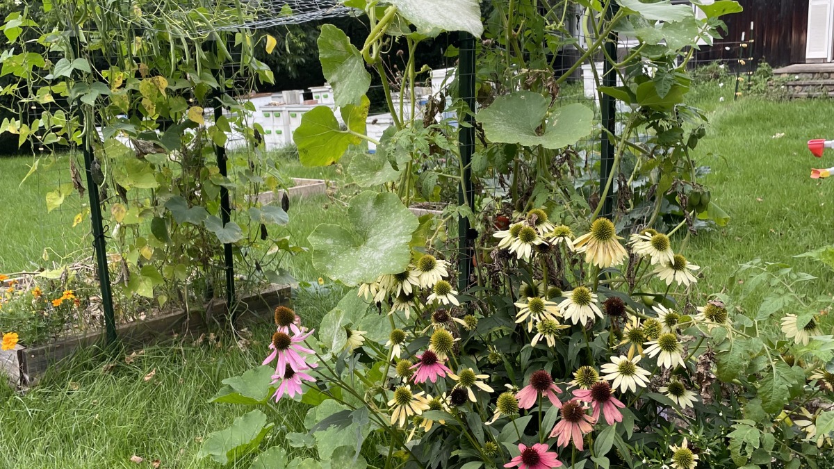 Gardens: echinacea, squash, beans on a trellis