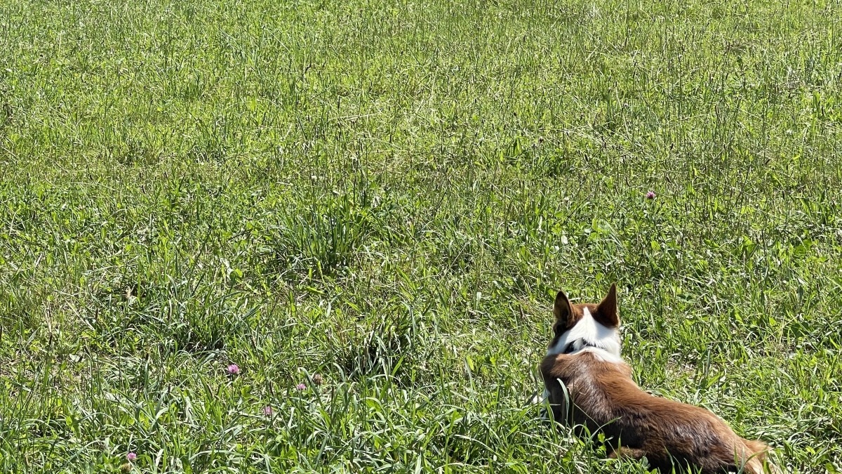 Border Collie watching the sheep