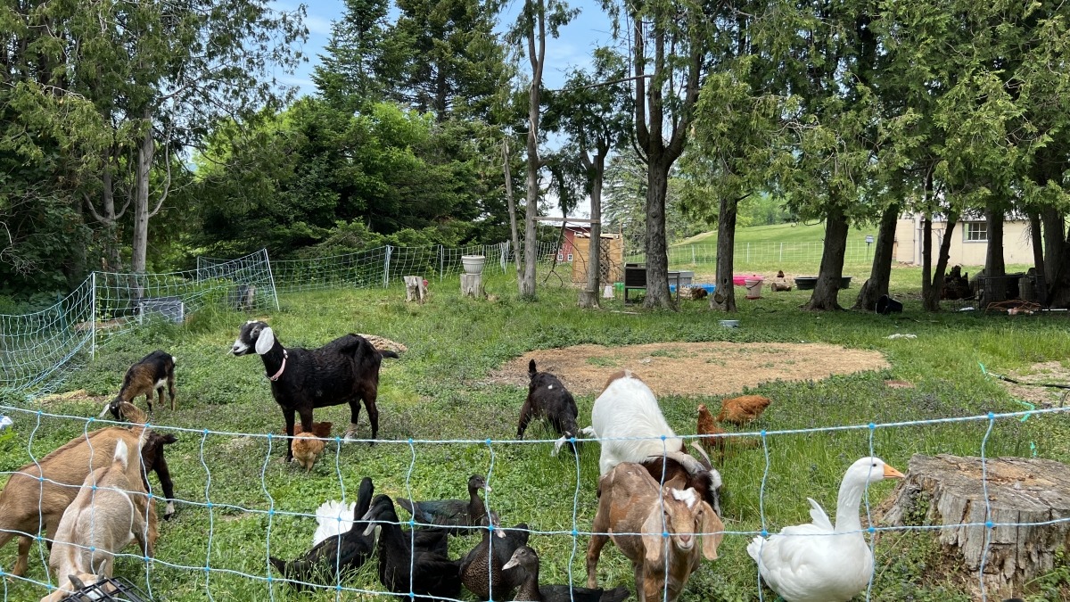 Goats, ducks and geese enjoying the grass