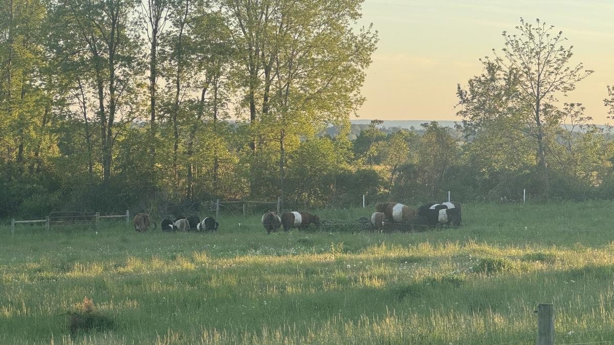 Our current small herd grazing.