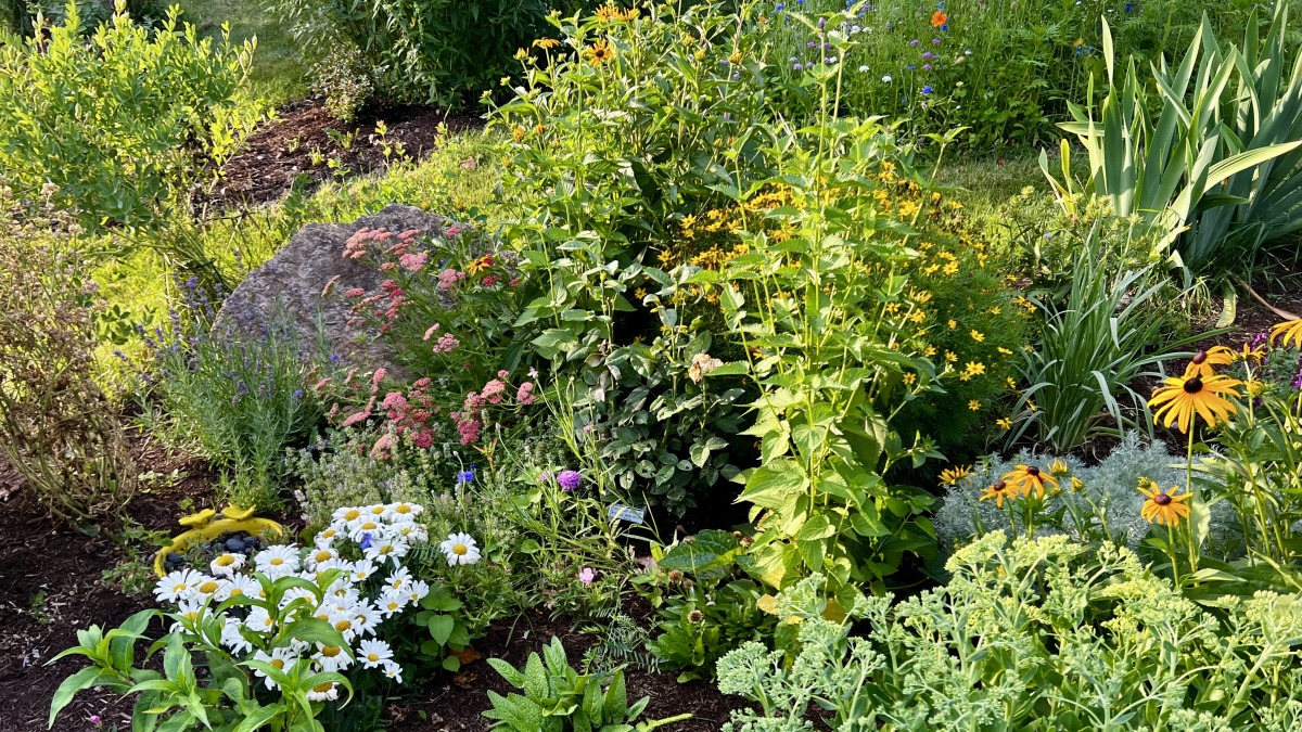 A flower garden with many different flowers including white daisies with yellow centers, anise hyssop flowers that are tall with purple spiky flowers, and black eyed susan flowers with yellow petals and black centers. Many green plants as well.