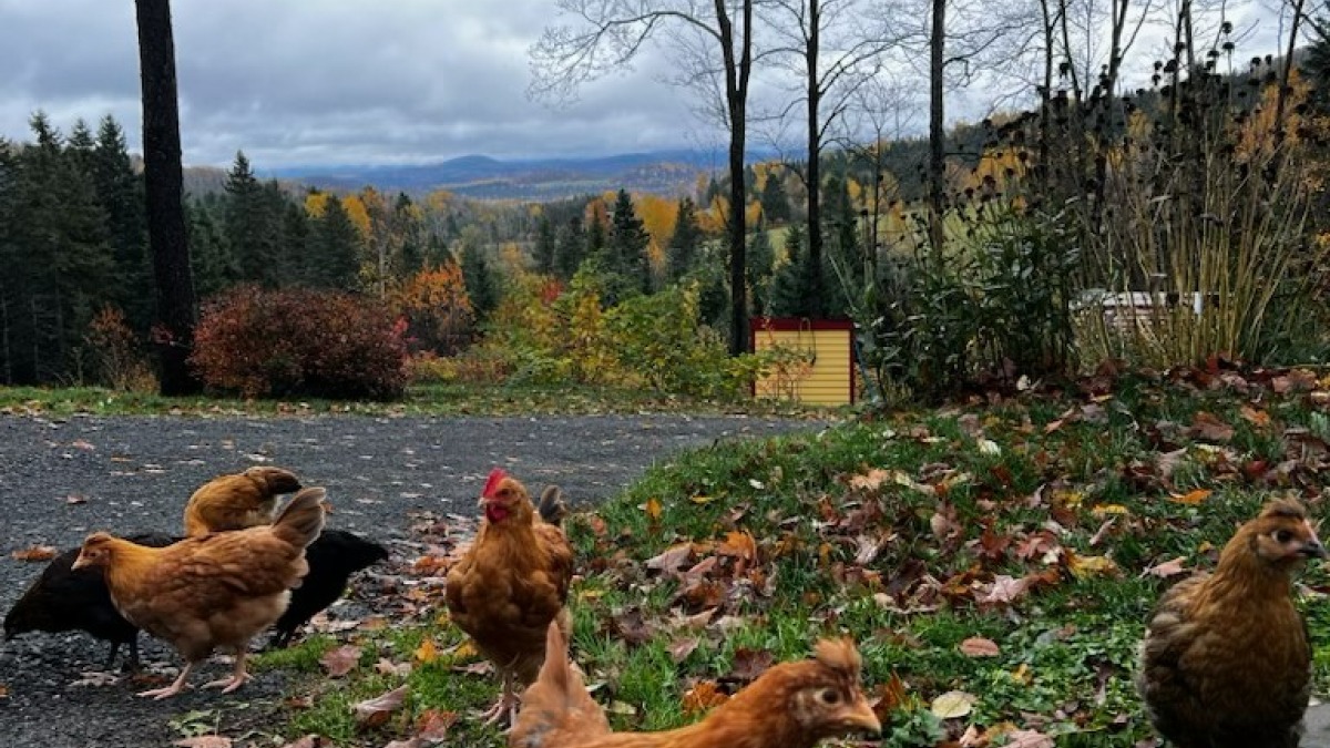 Chickens on a hill