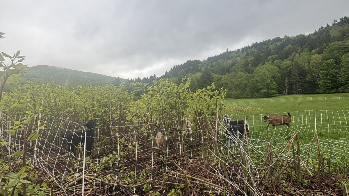 Before and after knotweed 