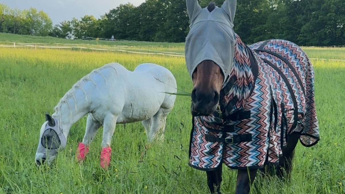 A picture of two of our horses grazing in a beautiful summer pasture