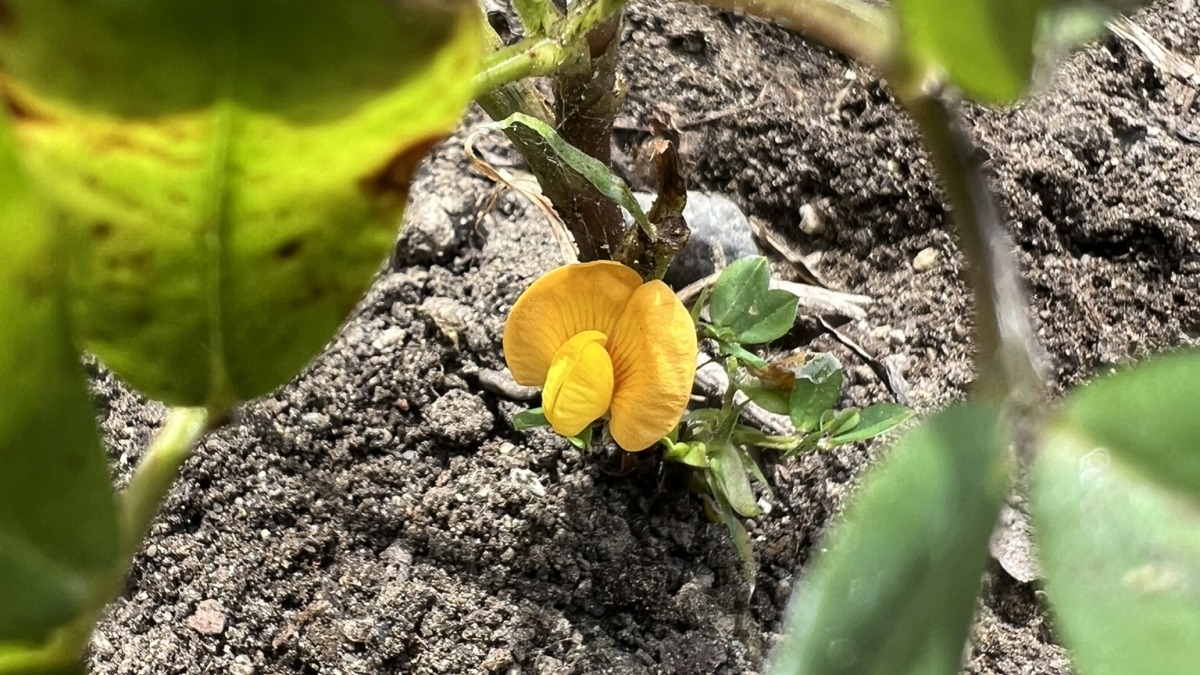 First blossom on 2025's VT-grown peanuts!