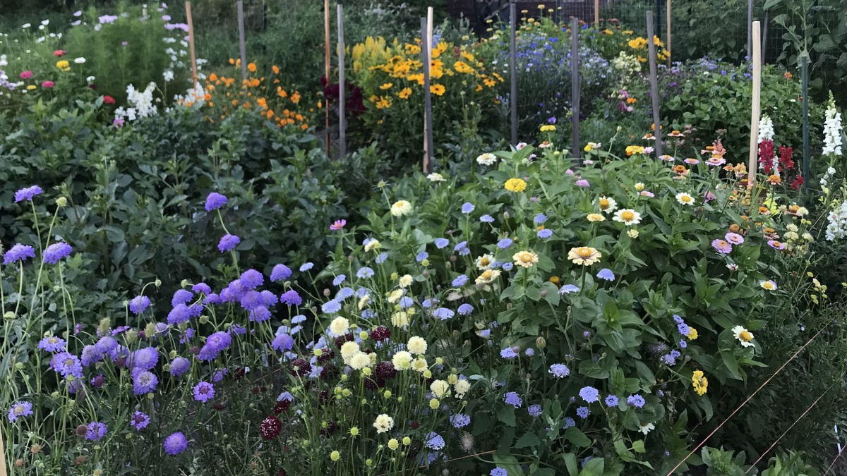 Rows of multi colored flowers with wooden stakes at the row ends