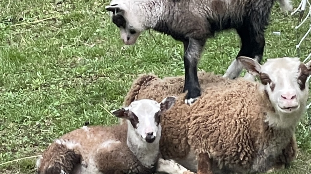 A few of my sheep.  I’ve been working on creating a flock with superb fleeces, temperaments and resilience.  Especially climate resilience. 