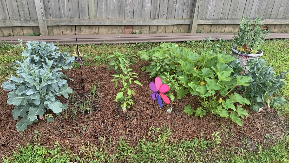 Home vegetable garden that includes greens, zuchinni, squash, and snap peas!