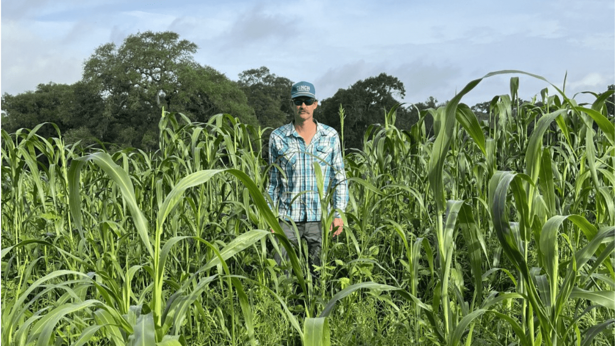 Standing in a planted crop