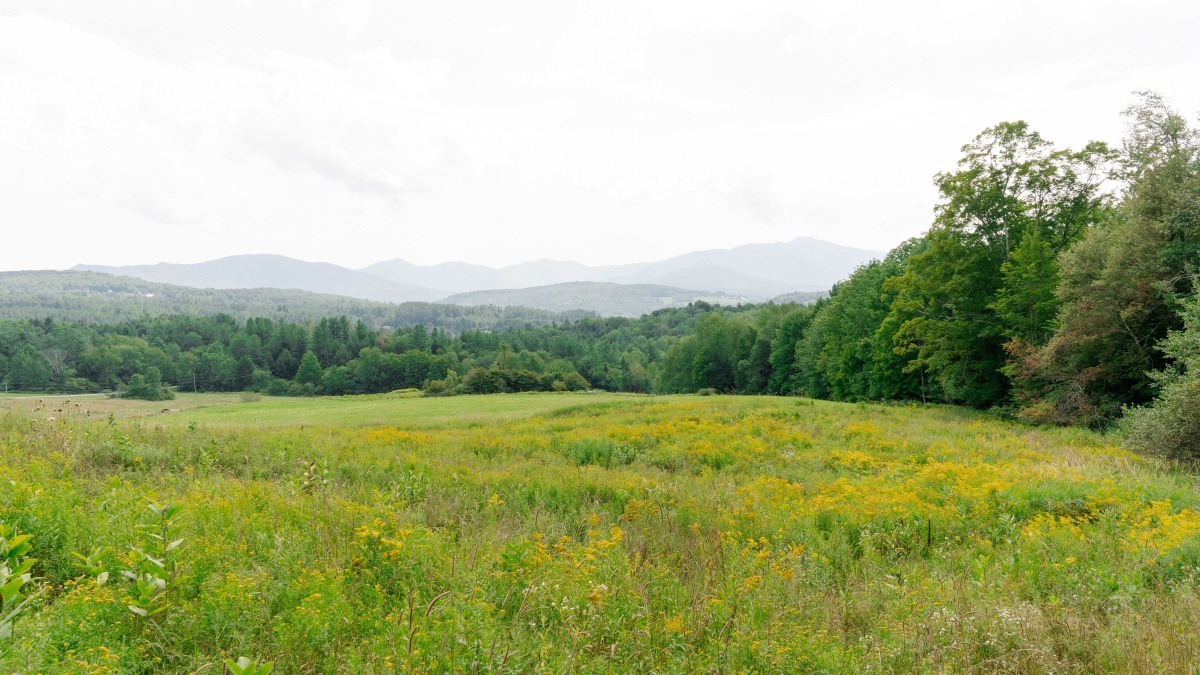 Open field with forest in the background