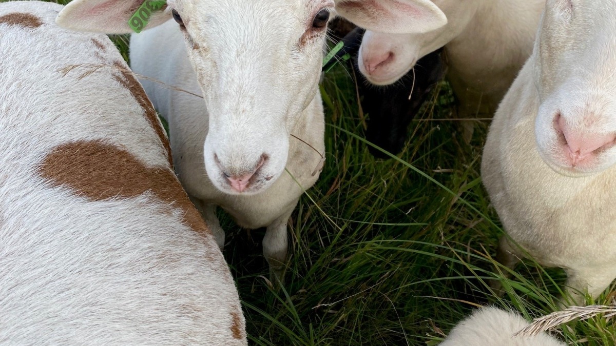 Sheep