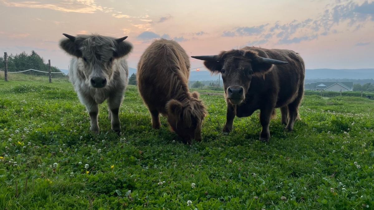 Shorthorn/Highland Beef Steer