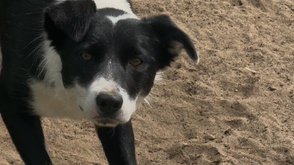 This is Maeve, our cool vibes sheepdog