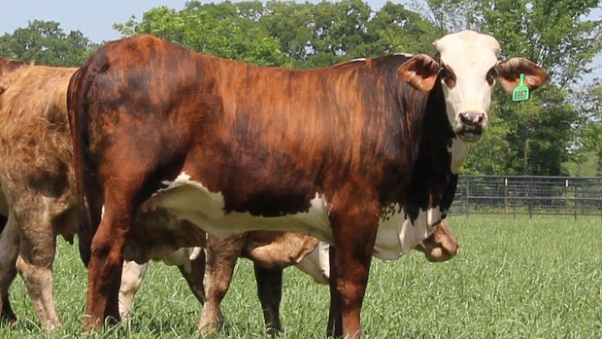 Braford (Tiger Stripe) Cattle