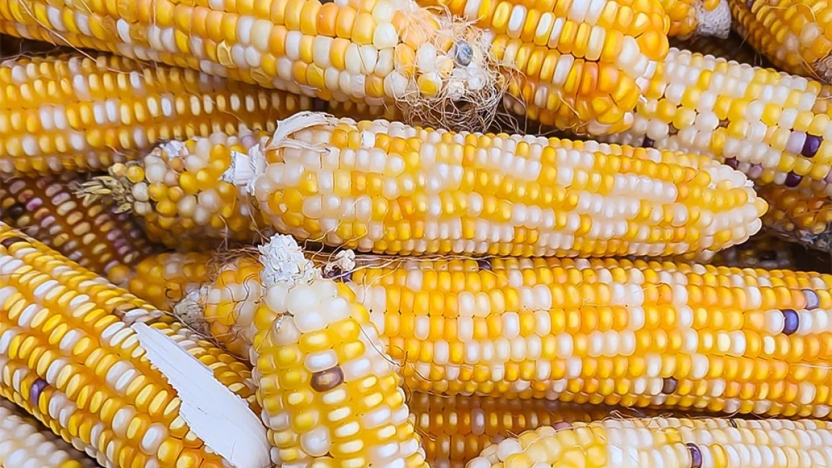 corn