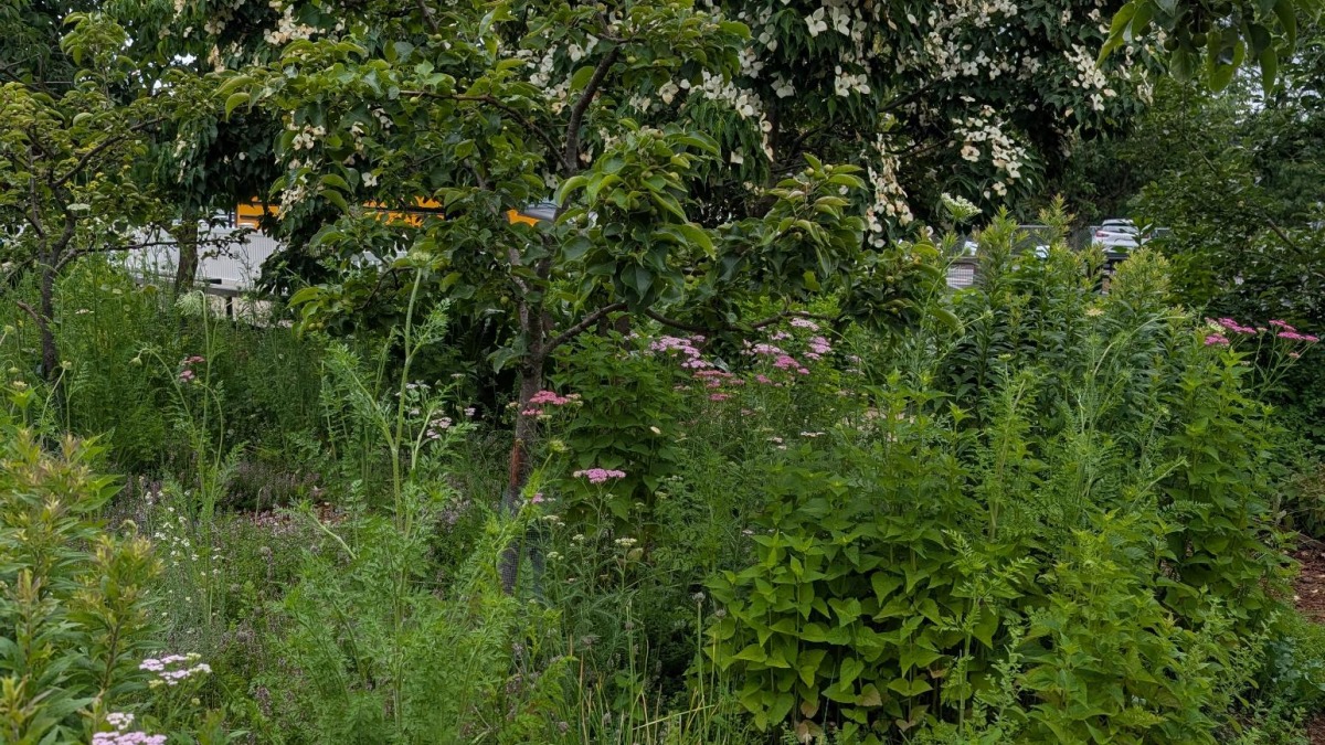 food forest at the school