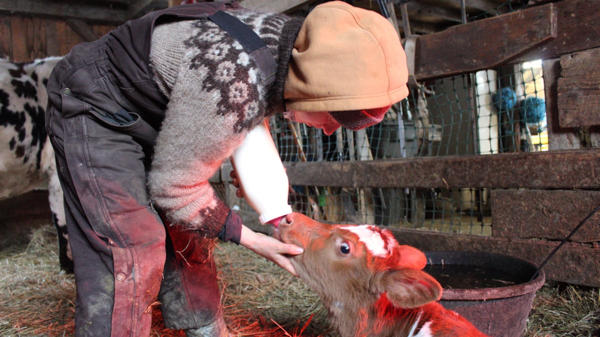 Bottle feeding a new born calf 