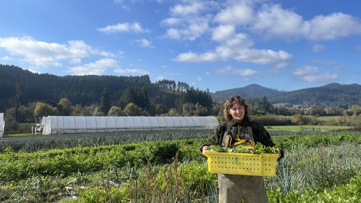 Taylor harvesting chard