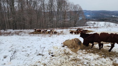 Winter bale grazing