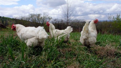 The poultry are all on rich pastures.