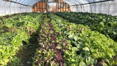 New Leaf CSA