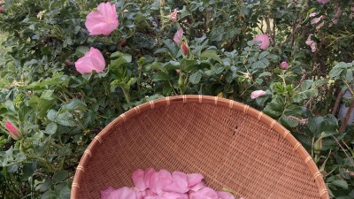 One of our favorite blending perennials 🌷