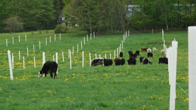 We have about six acres (more to come) of silvopasture