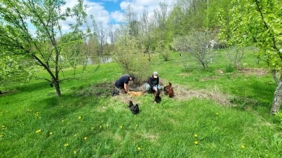 Chickens in the food forest