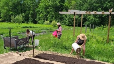 Establishing no till medicinal herb garden