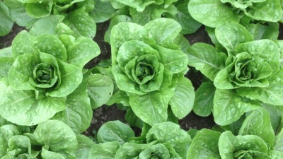 Romaine