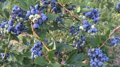 Ripening blueberries