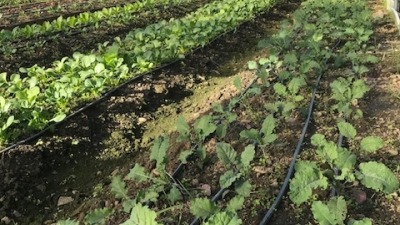 New Leaf CSA