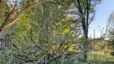 Looking down driveway over beehives and to first field by road